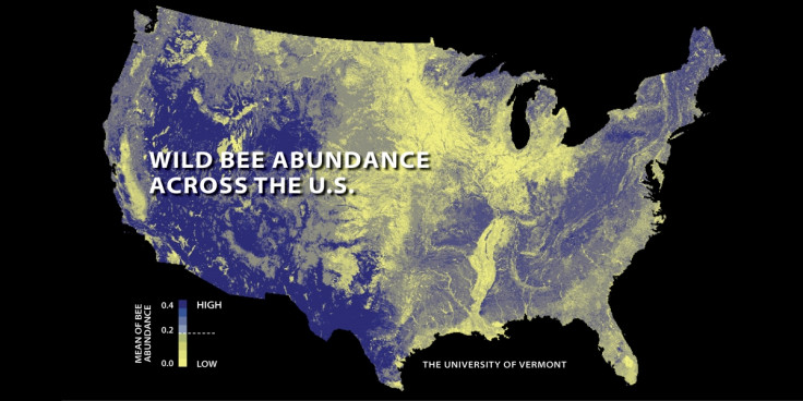 US Bee Abundance