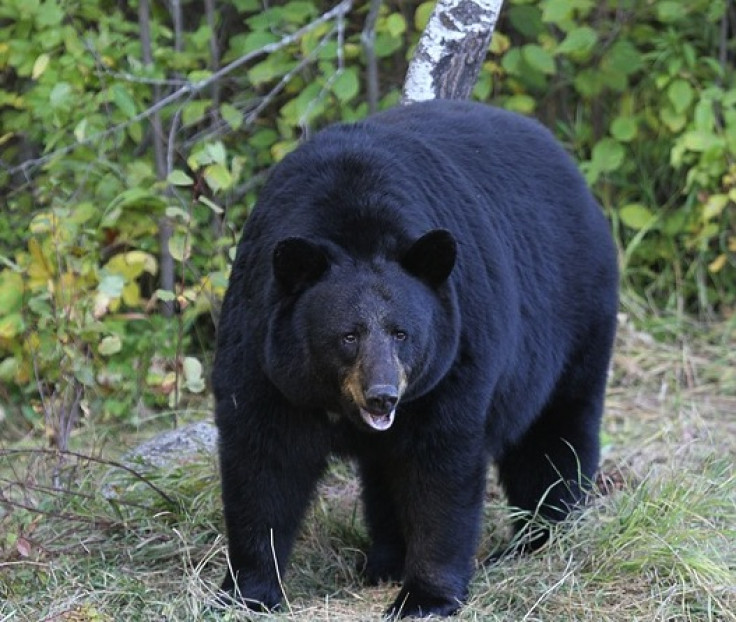 American black bear