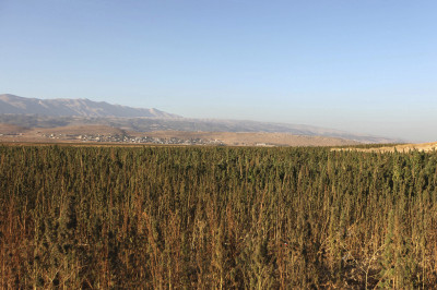 Syrian refugees farm cannabis in Lebanon