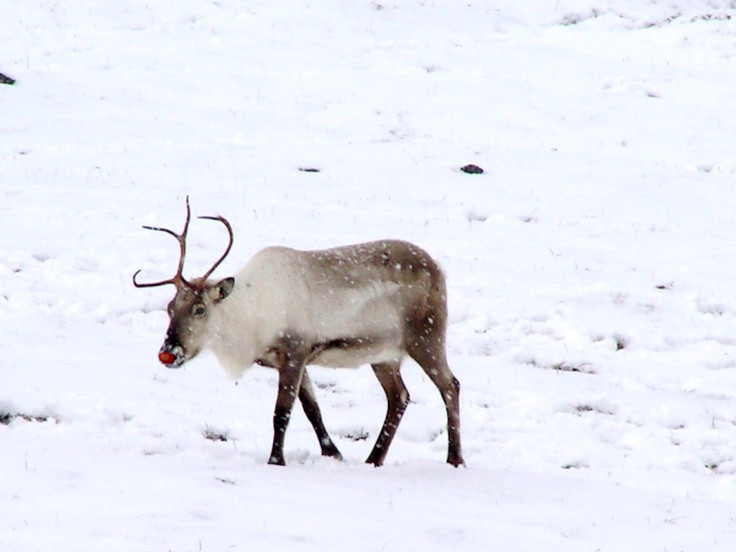 Rudolph the red-nosed reindeer