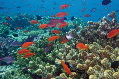 Coral reefs need turbidity