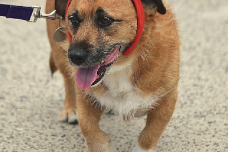 A British Couple is Waiting for Birth of Two Puppies Cloned from Their Dead Dog