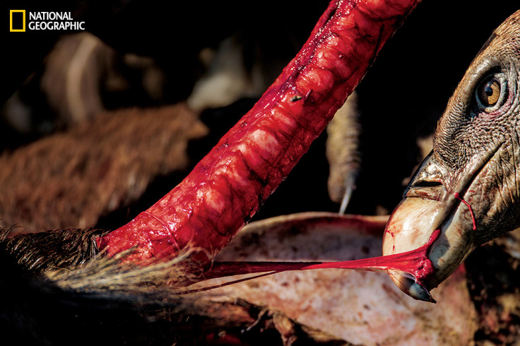 Vulture eating