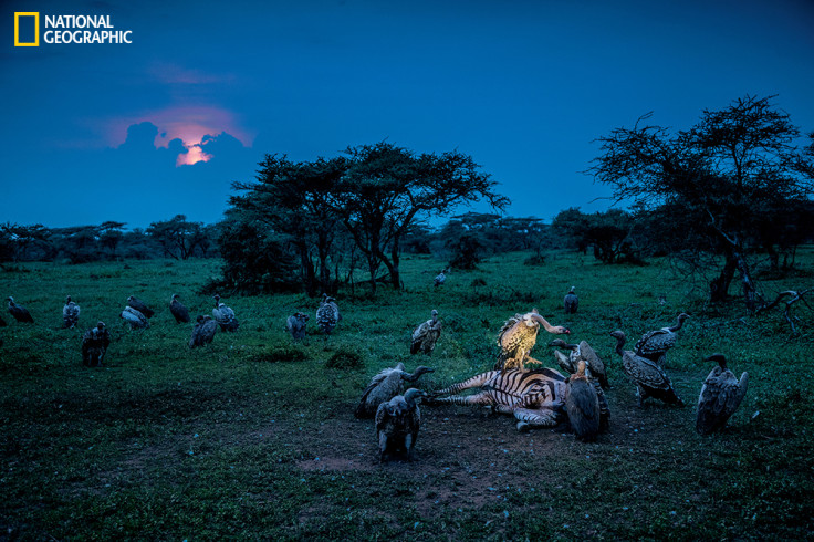 Vultures attack a zebra carcass