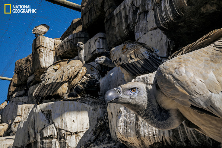 cape vultures assessing their surroundings