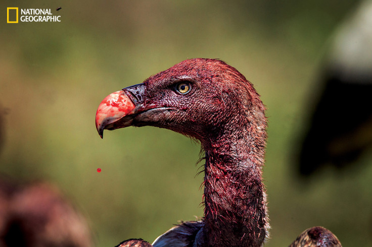 Vulture takes a break from eating