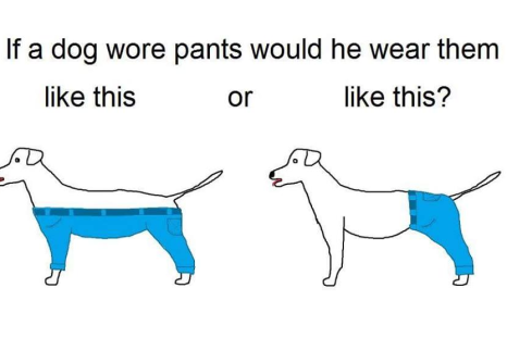 How a dog wears pants debate