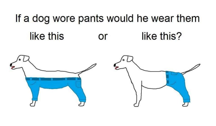 How a dog wears pants debate