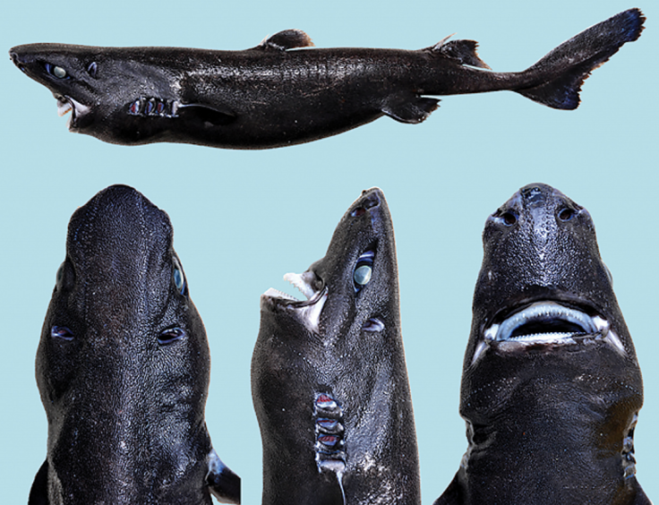 Ninja Lanternshark