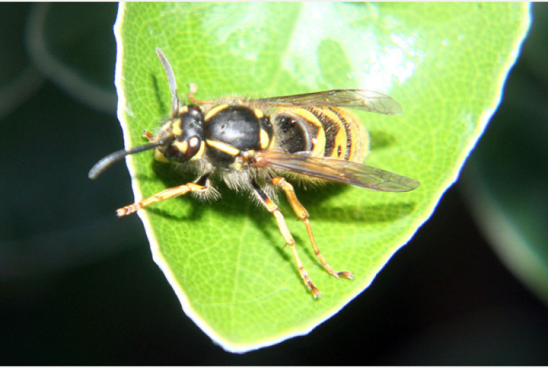 'Sunbathing' wasp