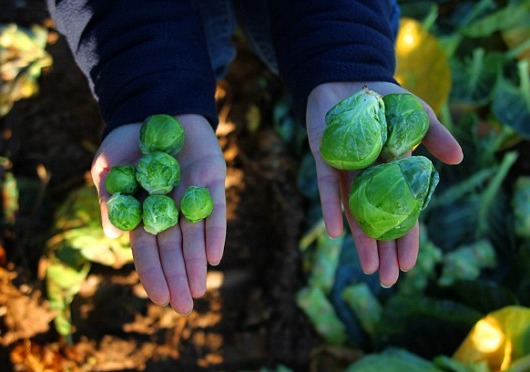 Giant brussel sprouts