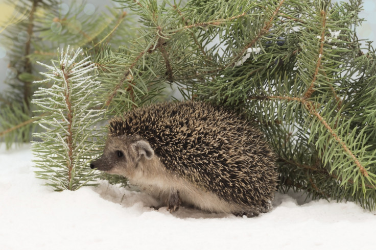 Snowy hedgehog