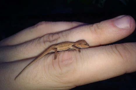 Tiny chameleon