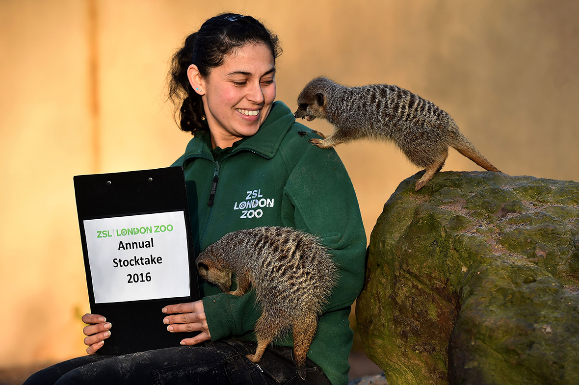 London Zoo stocktake