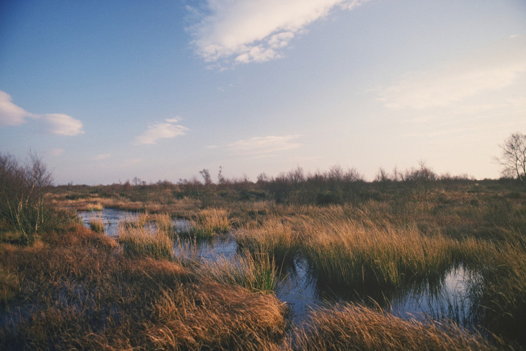 Wet peatland