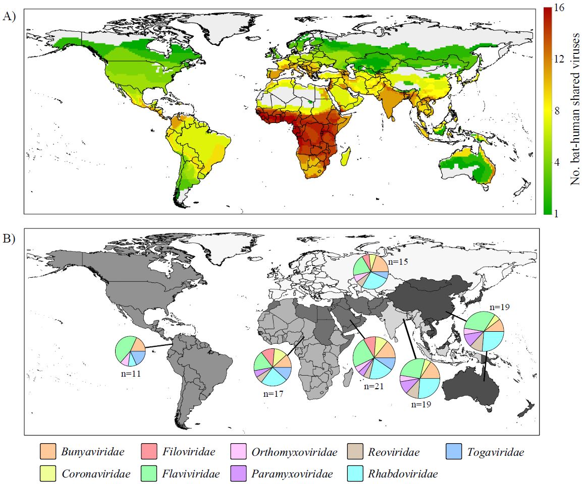 Bat-human disease risk is mapped across the globe, showing Ebola could