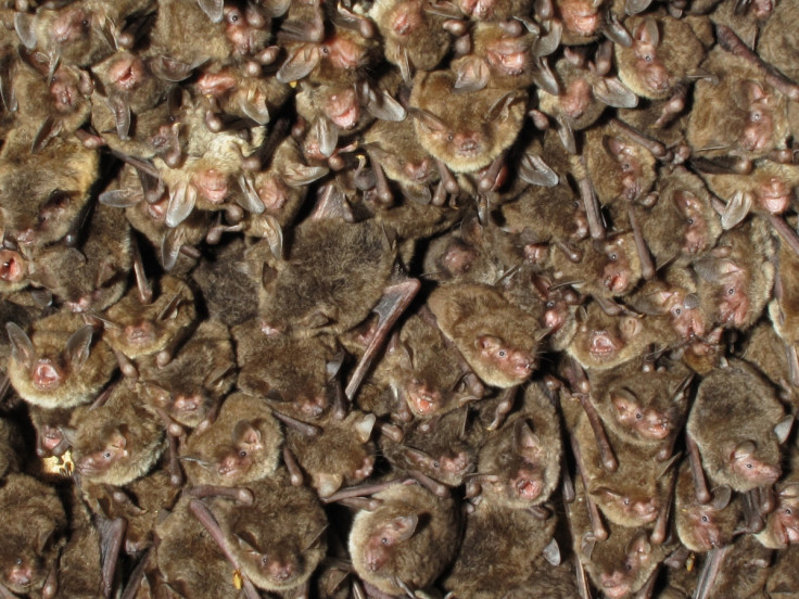 Bat diseases