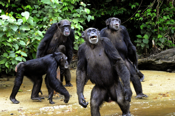 Chimpanzees