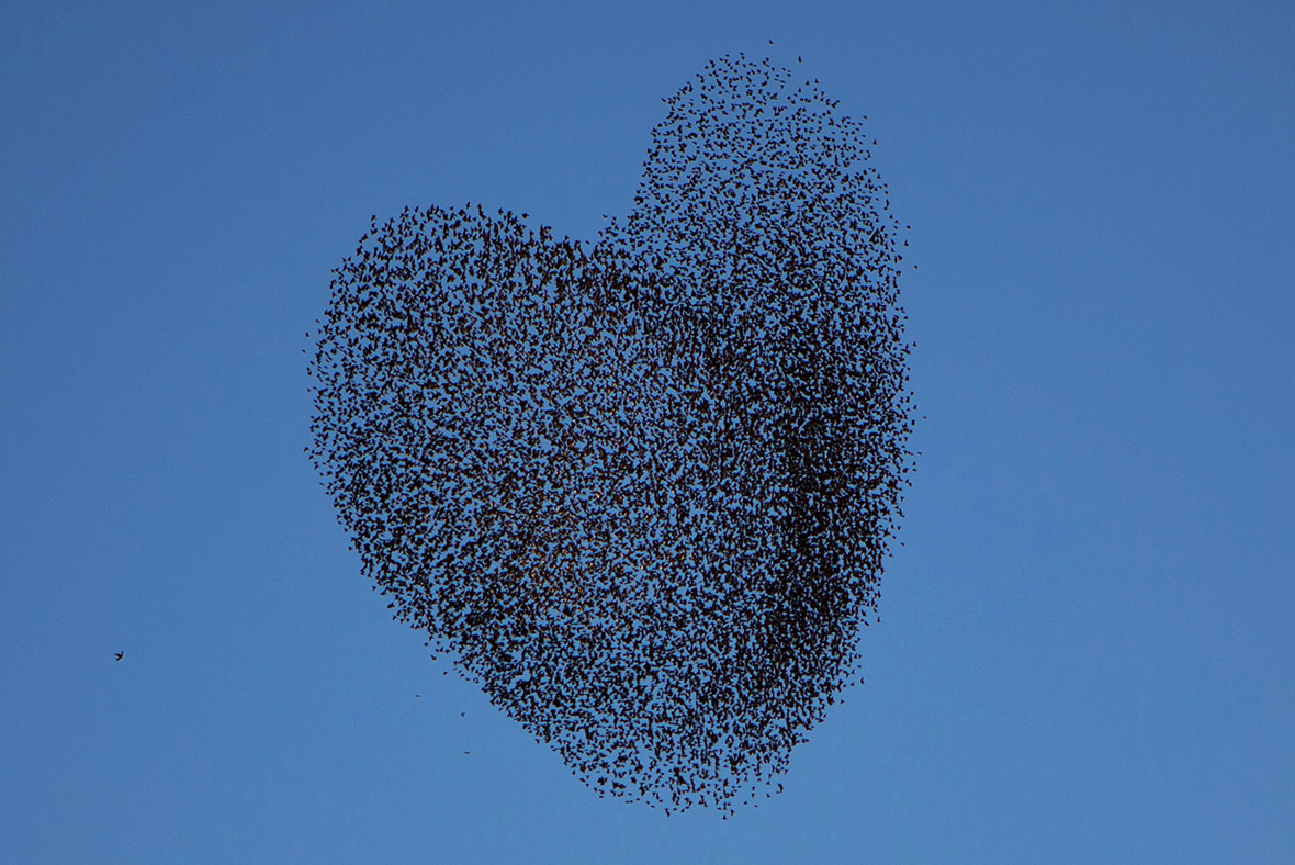 Stunning pictures of the migration of starlings through Europe
