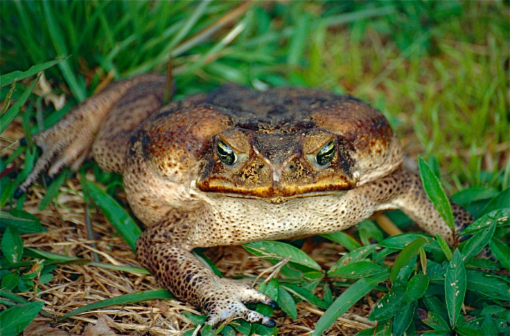 adult female cane toad