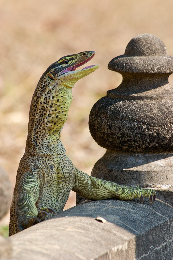 Yellowspotted monitor lizard