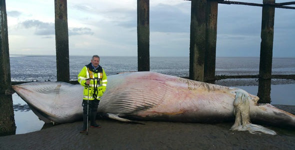 Whales Essex 1
