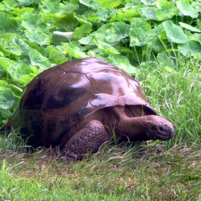 Jonathan the tortoise