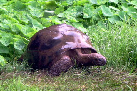 Jonathan the tortoise