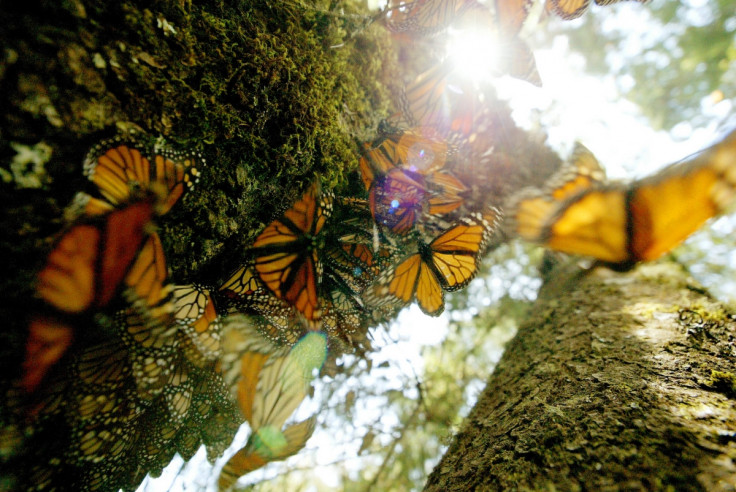 Google's first doodle of 2016 celebrates monarch butterflies