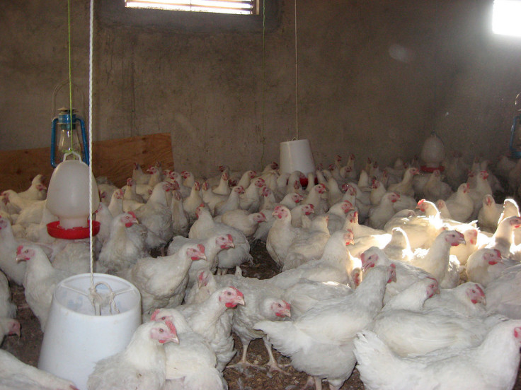 Poultry farm