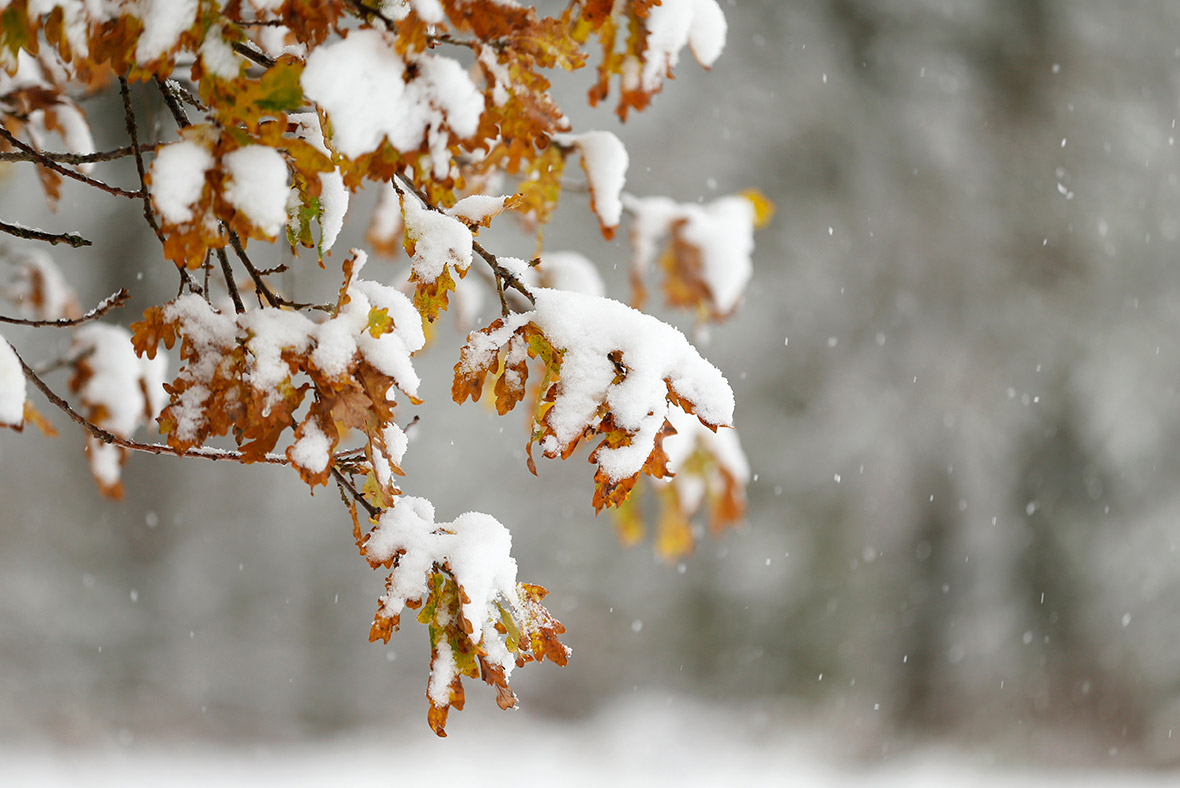 осень снег. клен в снегу. Left snow. пух снега осенью. Left snow.