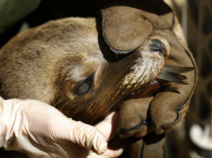 Sea lion pup