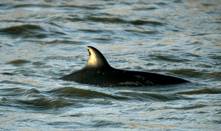 India whales beached in Tuticorin