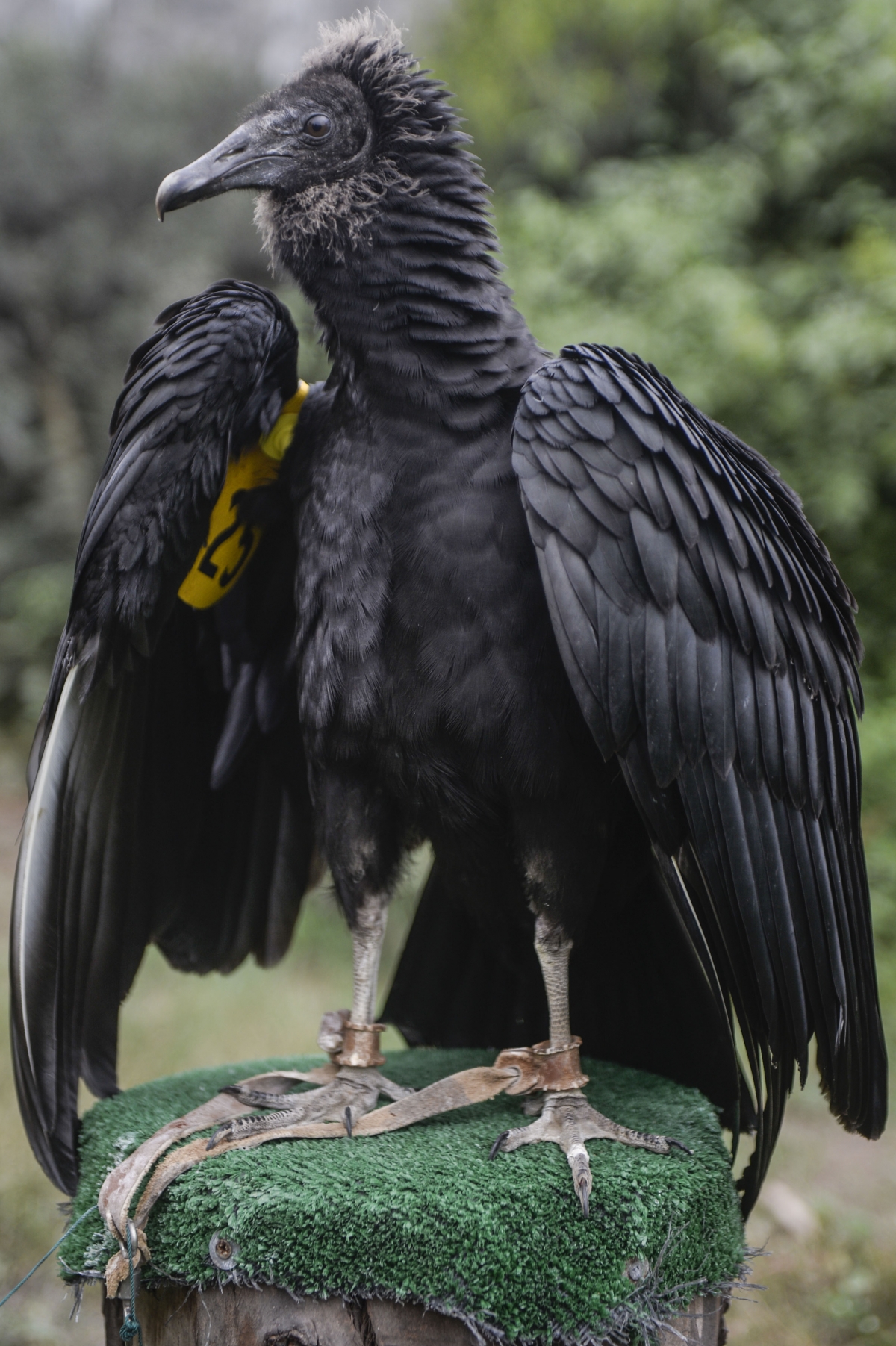 Vulture in Lima