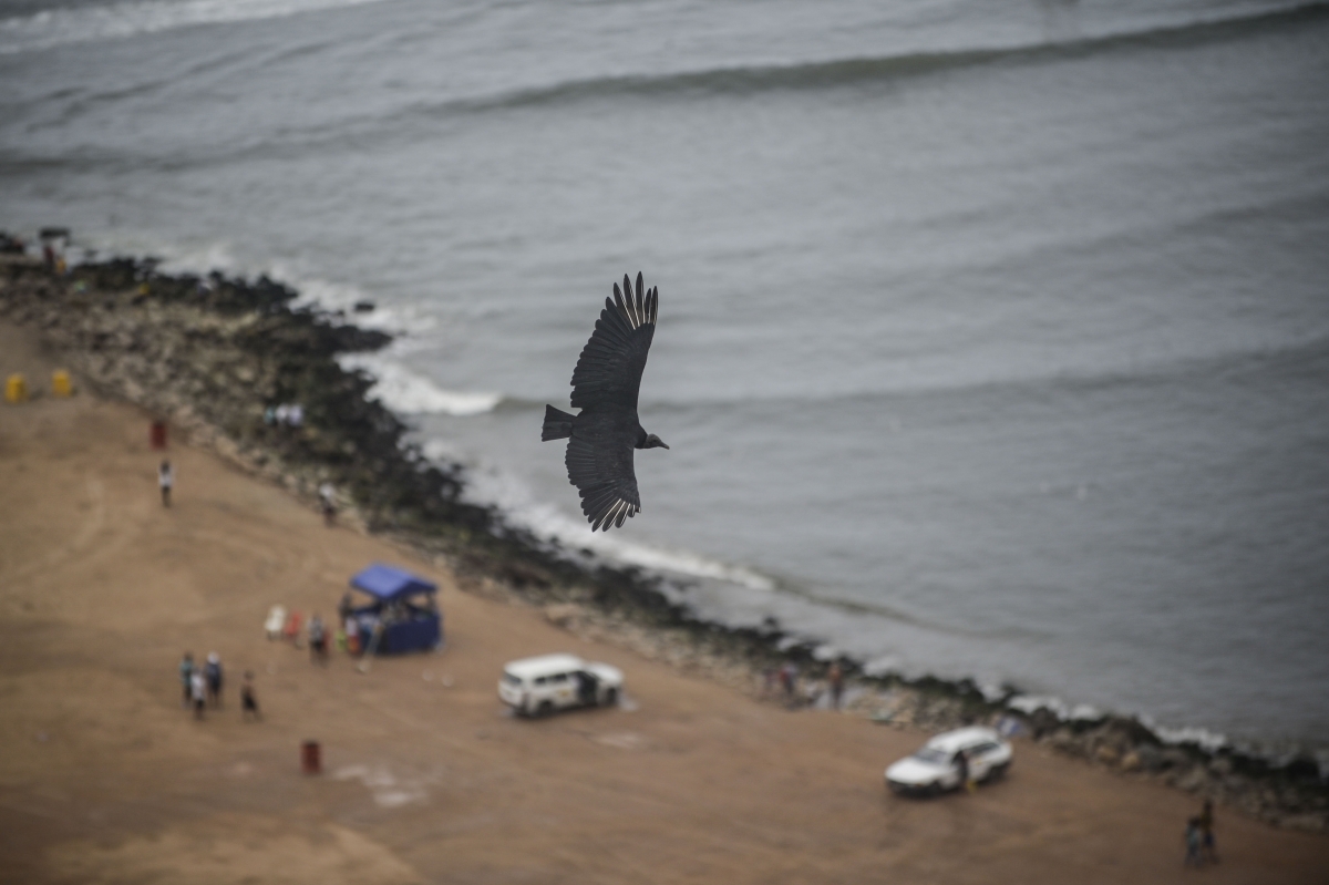 Vulture in Lima