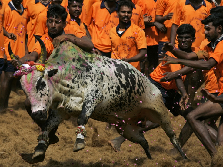 Jallikattu sport