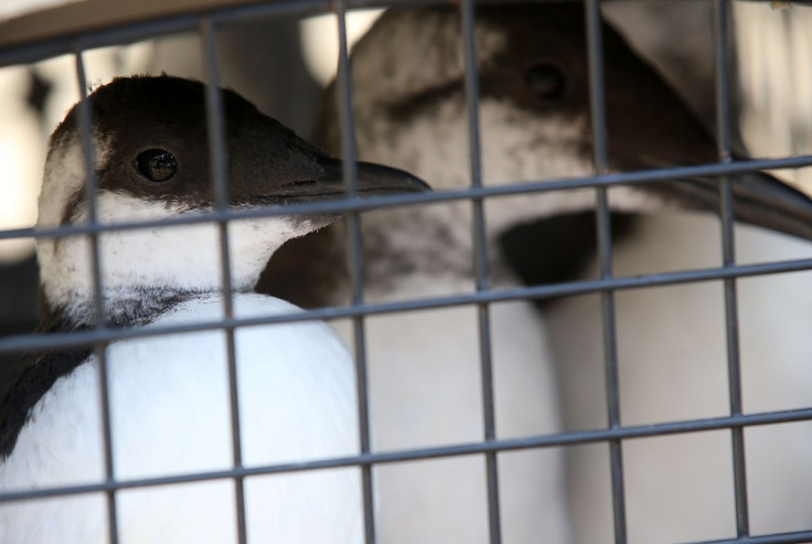 Common Murres