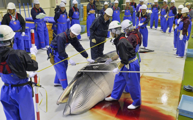 Japan whaling