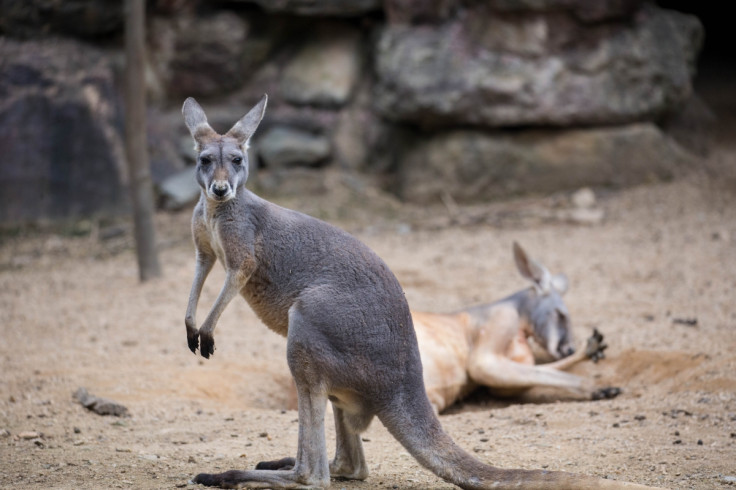 Kangaroos
