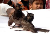 Bulbul fight in Assam