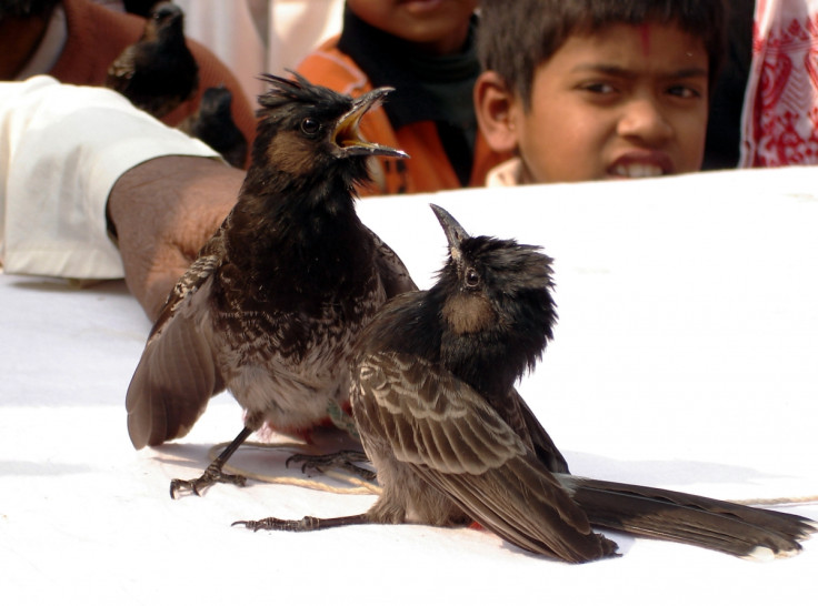 Bulbul fight in Assam