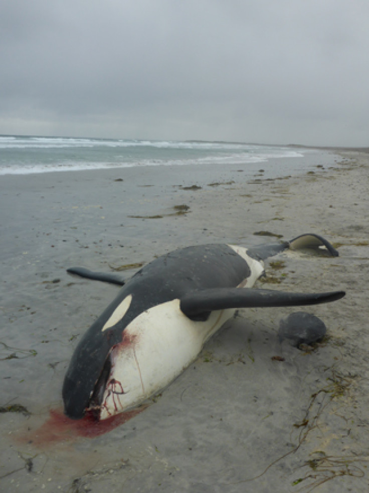 Scottish orca stranded
