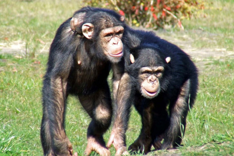 Chimp friends