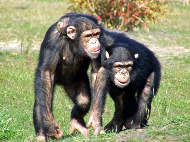 Chimp friends