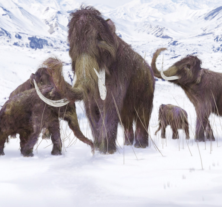 Woolly mammoths