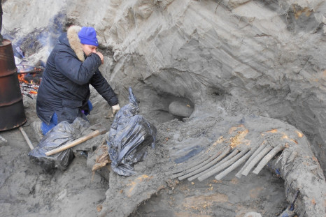 Excavated woolly mammoth carcass