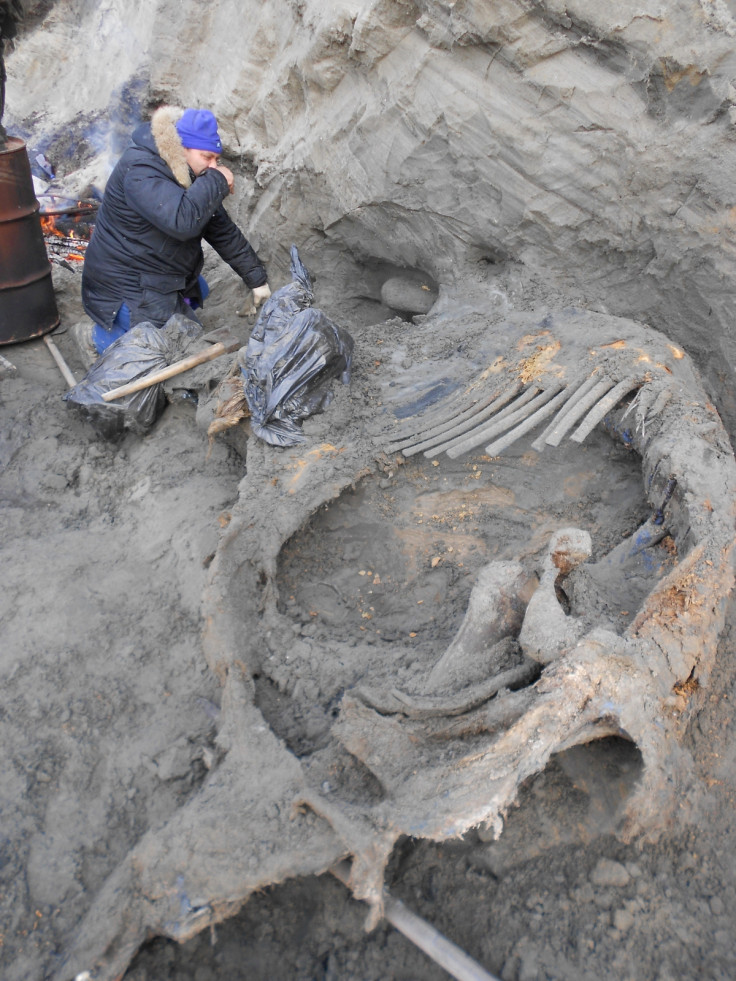 Excavated woolly mammoth carcass