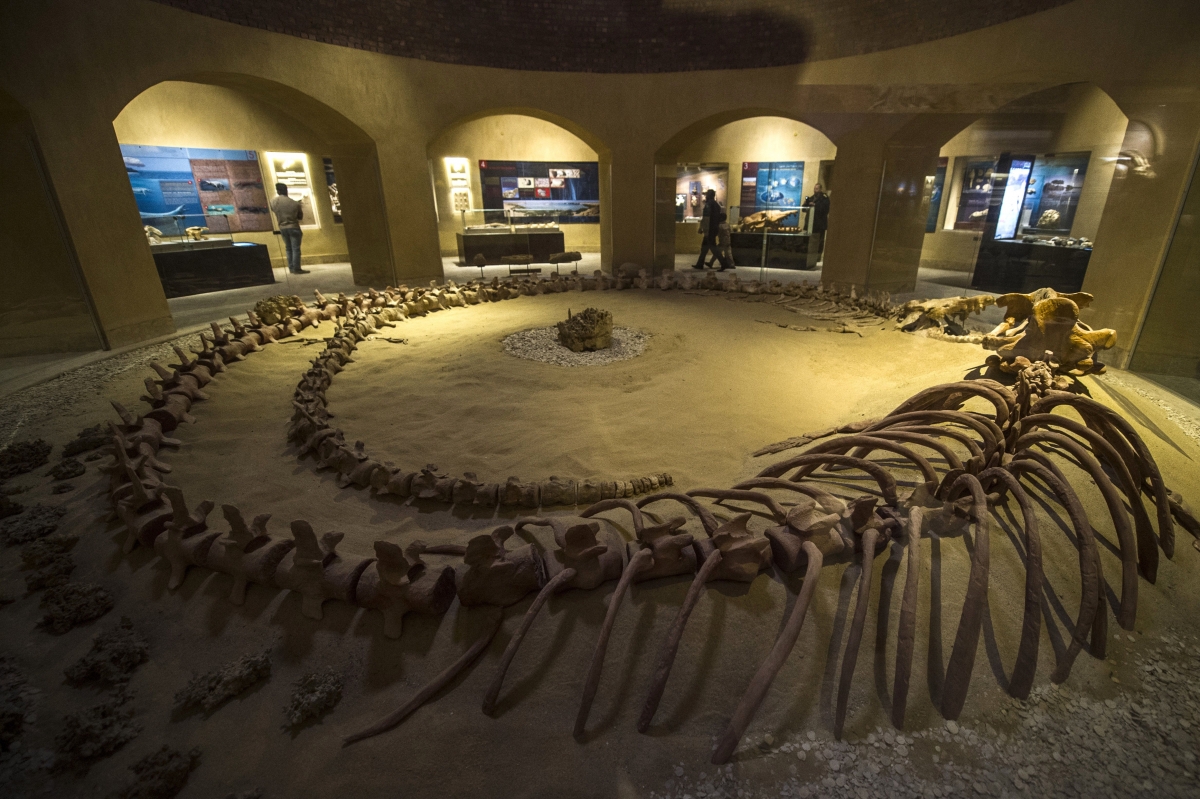 Unique fossils museum of extinct whales unveiled in Egypt to lure back