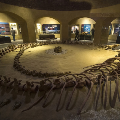 Whale fossils museum