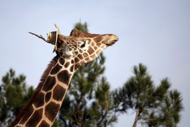 Giraffes in DRC